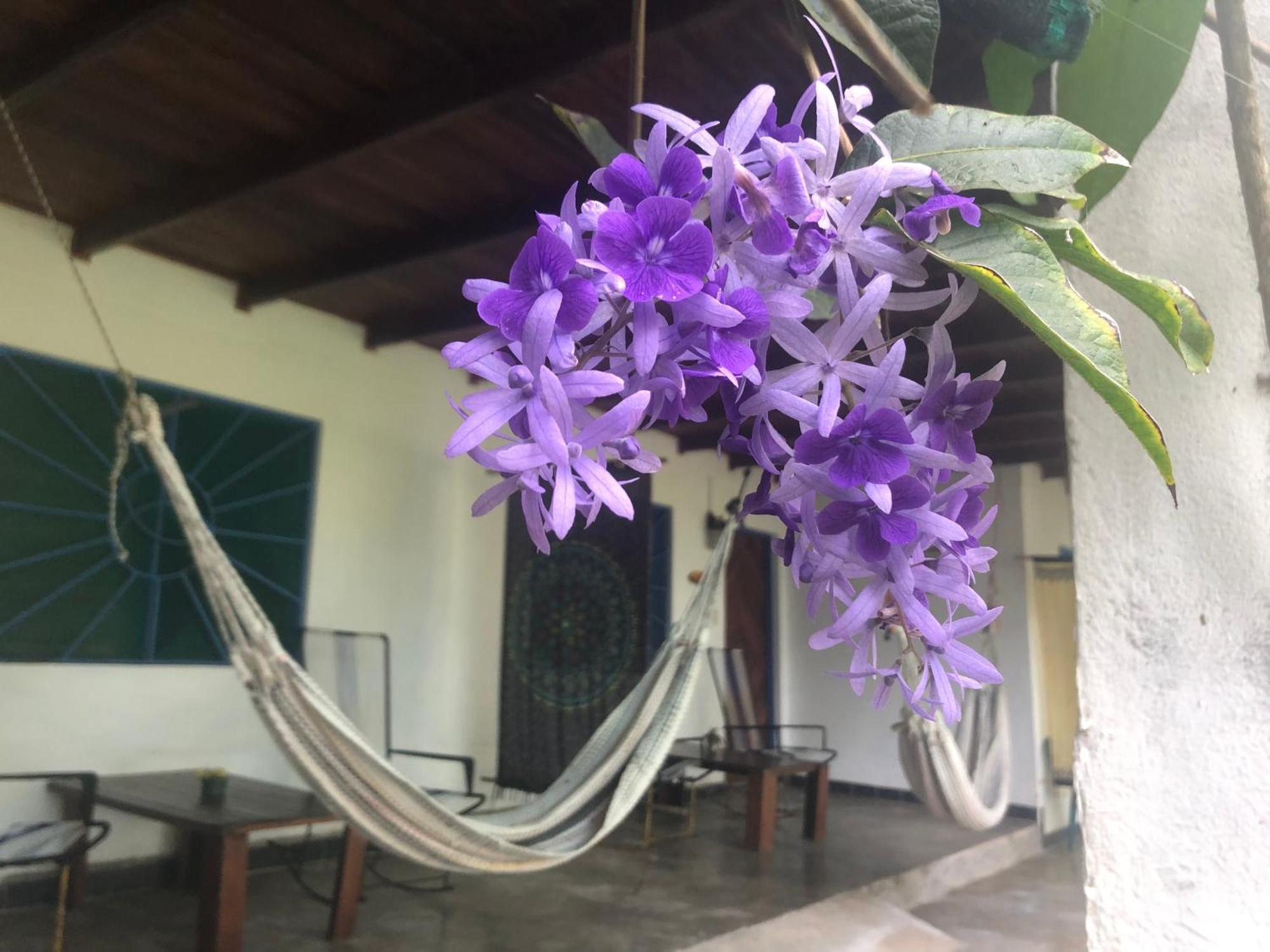 El Pargo Feliz Hotel Монтесума Екстериор снимка